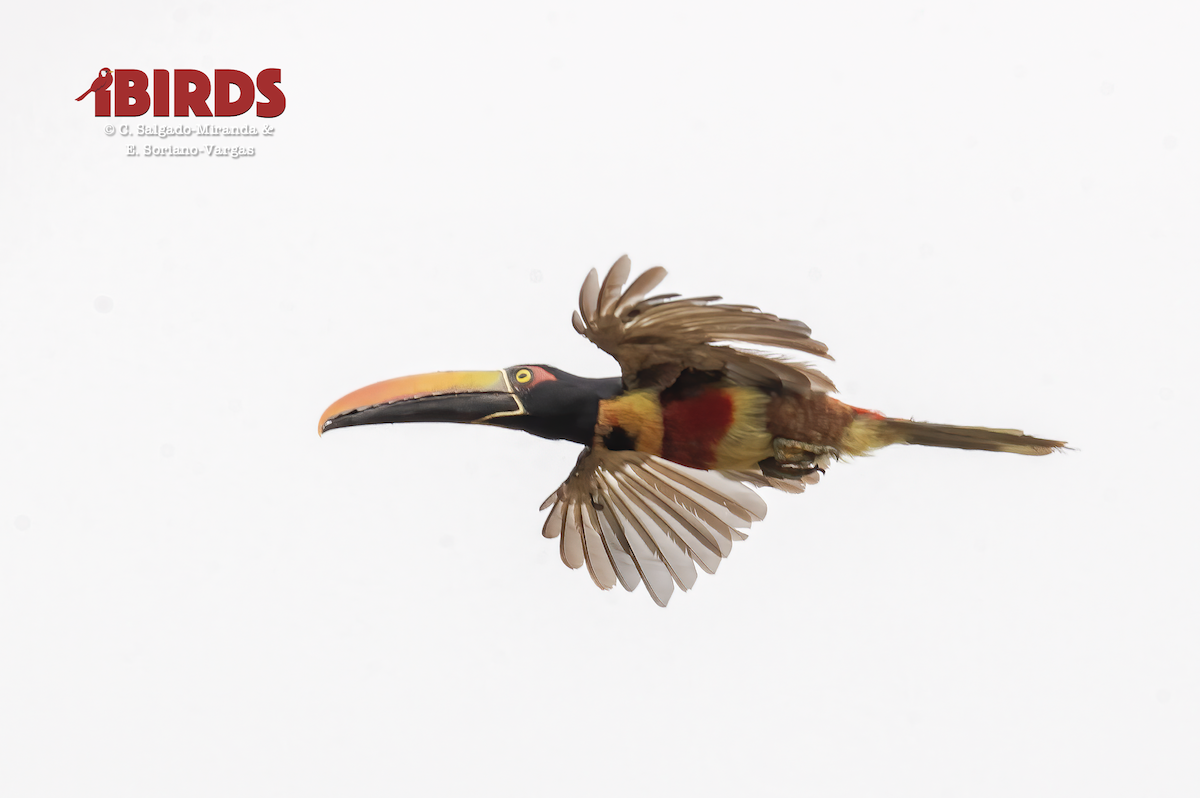 Fiery-billed Aracari - ML646380558