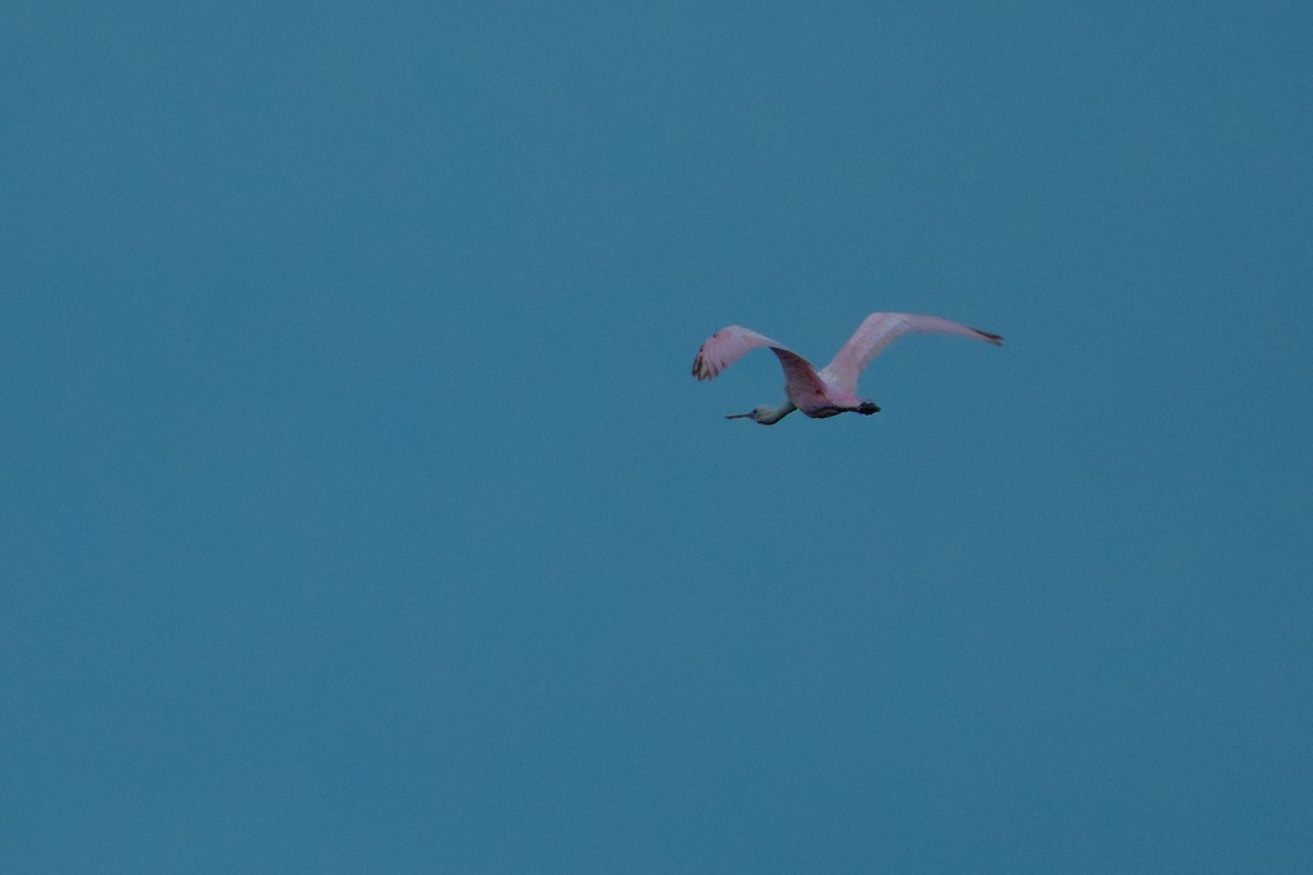 Rosalöffler - ML646380559