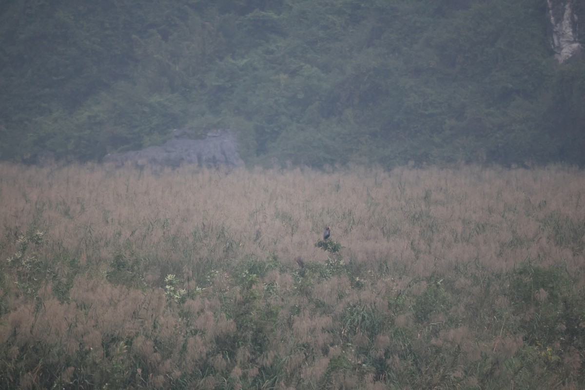 紫鷺 - ML646380561