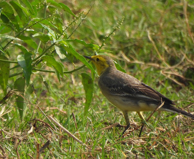 黃頭鶺鴒 - ML646380562