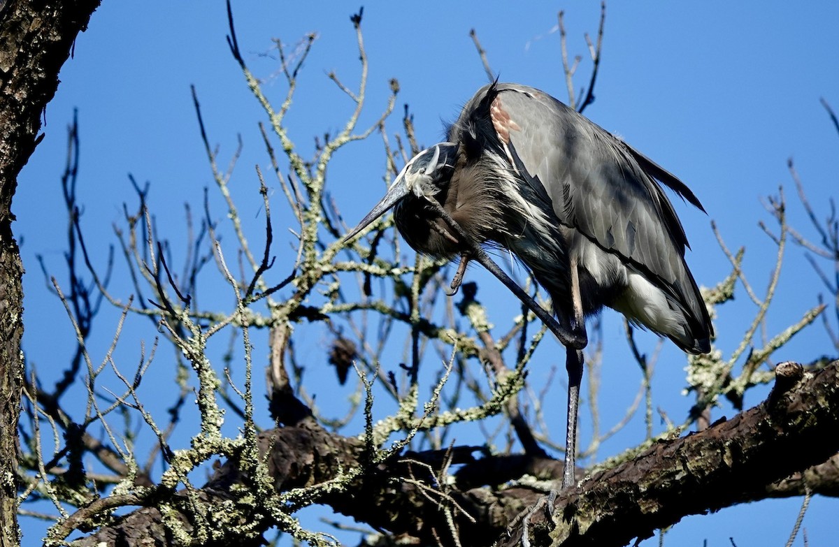 Kanadareiher - ML646380565