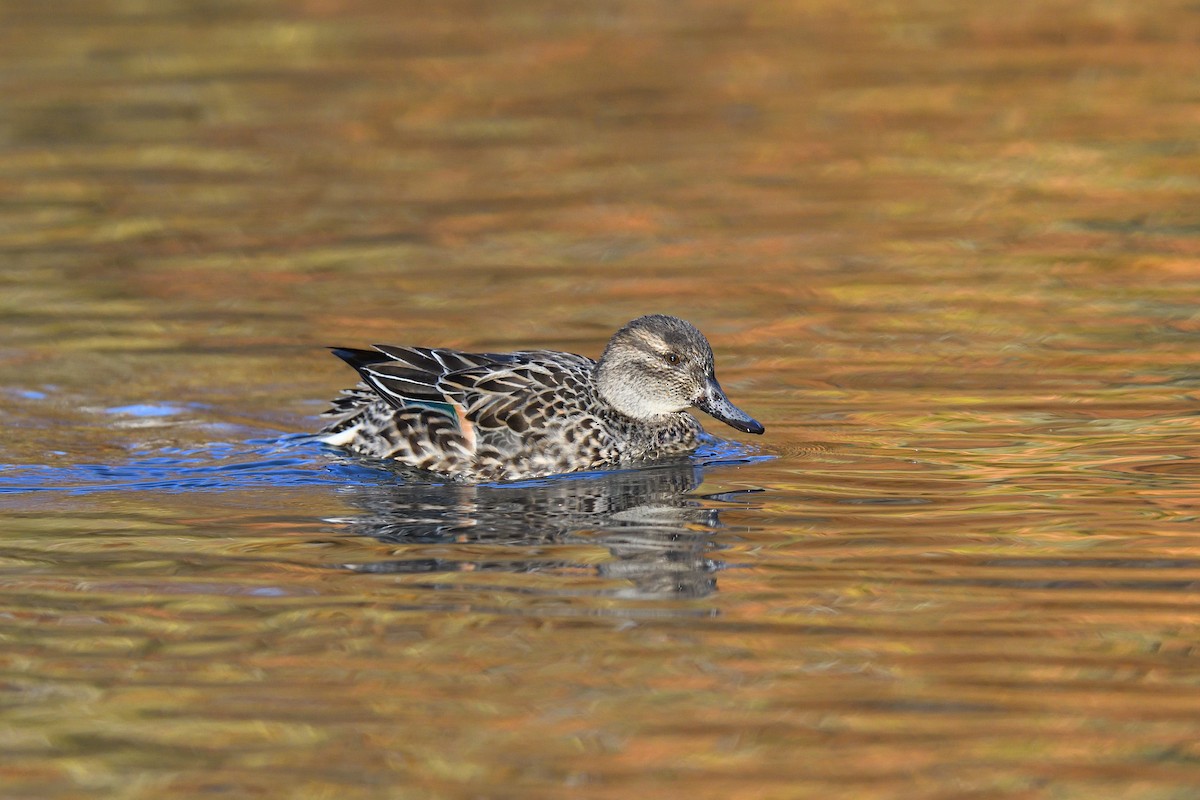 Чирок-свистунок (Американский) - ML646380568