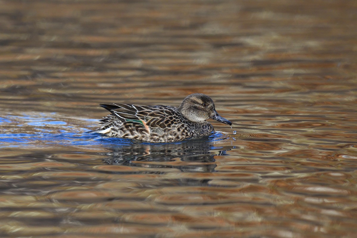 Чирок-свистунок (Американский) - ML646380569