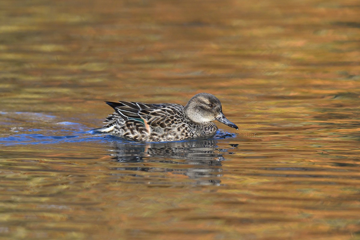 Чирок-свистунок (Американский) - ML646380570