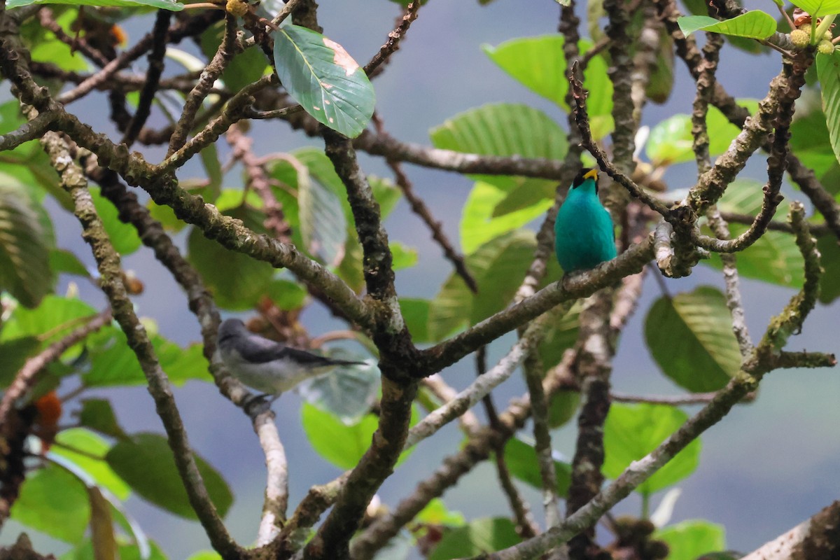 Plain-colored Tanager - ML646380571