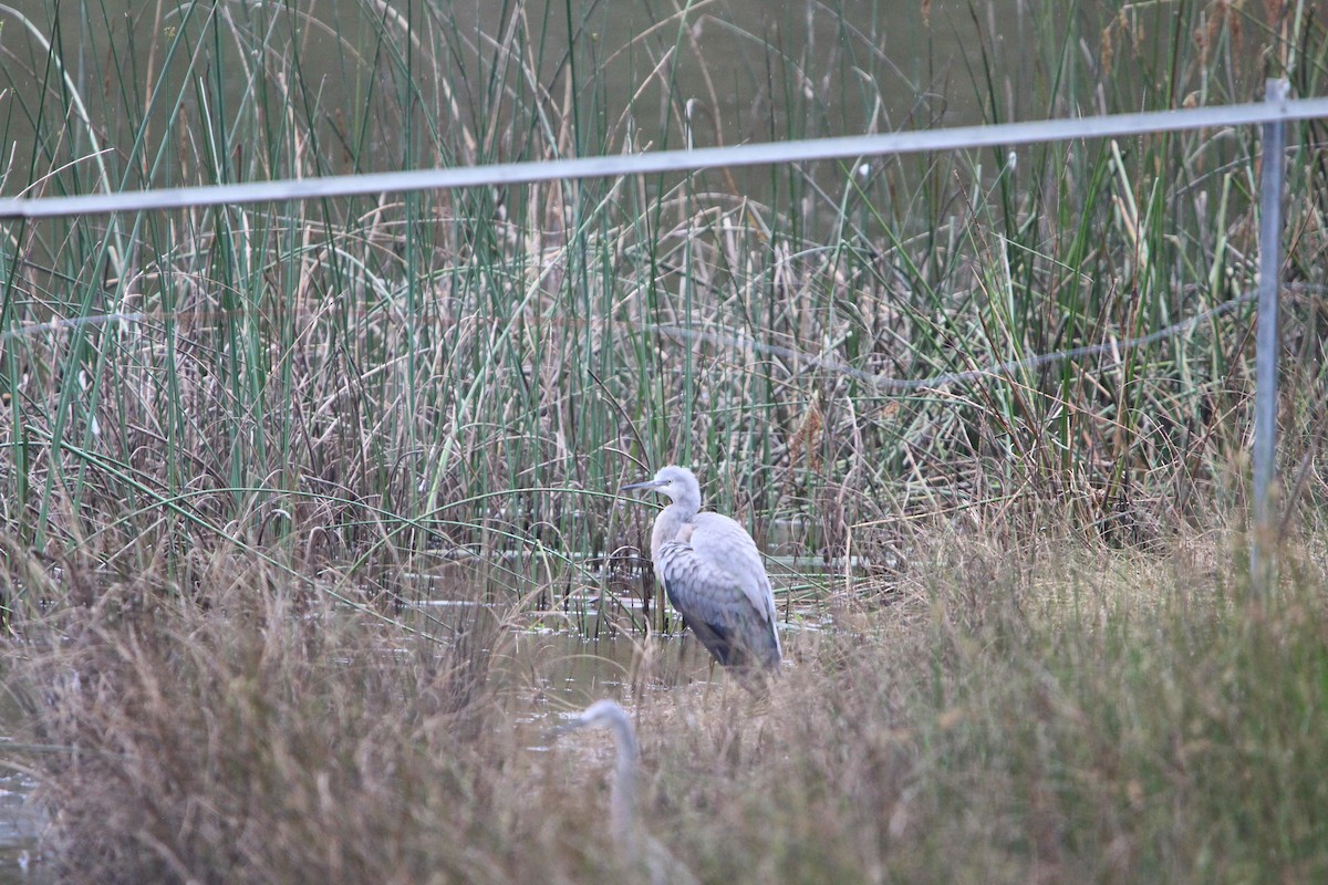 Ak Yüzlü Balıkçıl - ML646380572