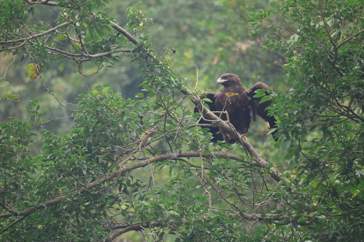 Aigle criard - ML646380573