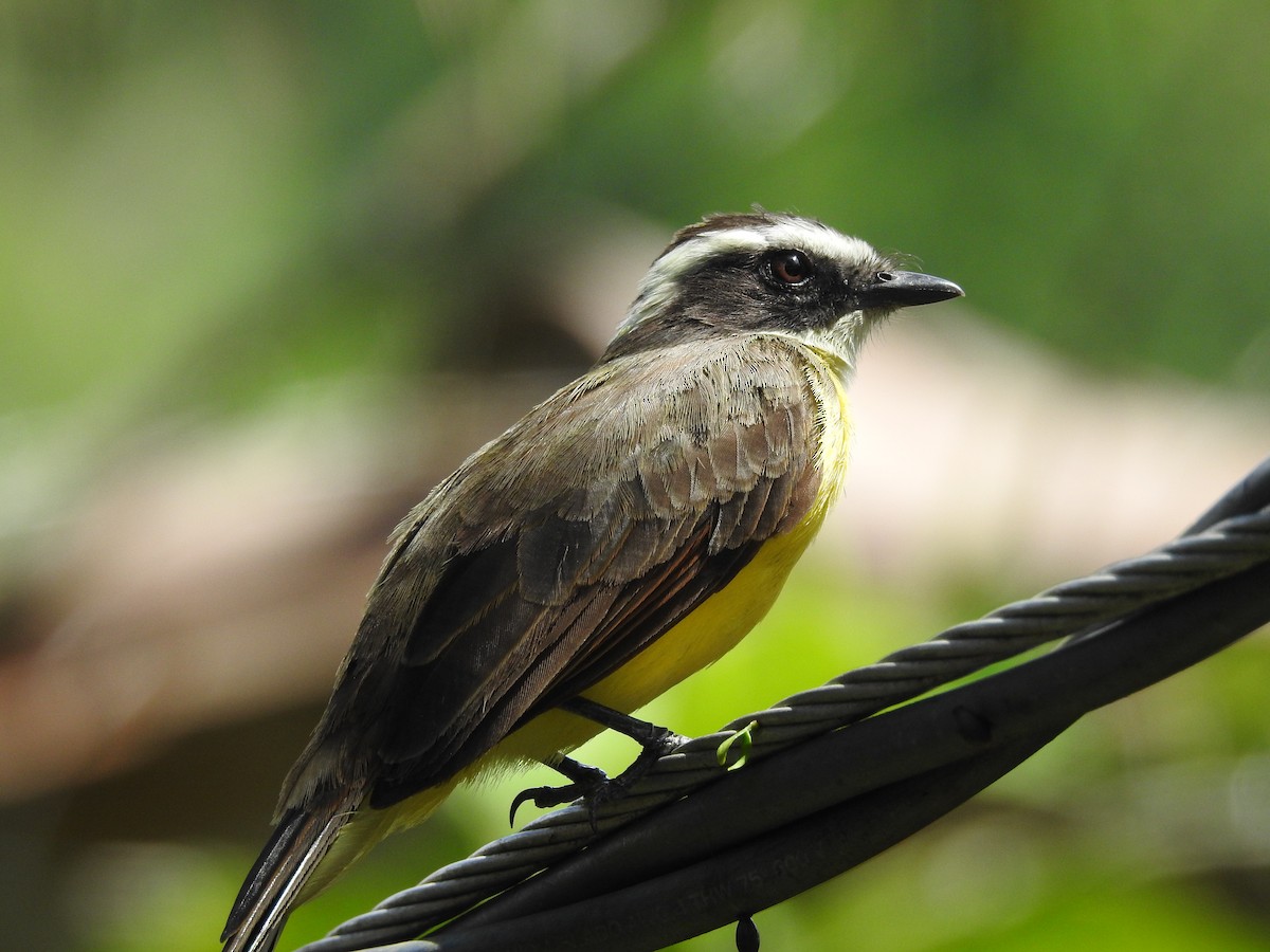 Social Flycatcher - ML646380574