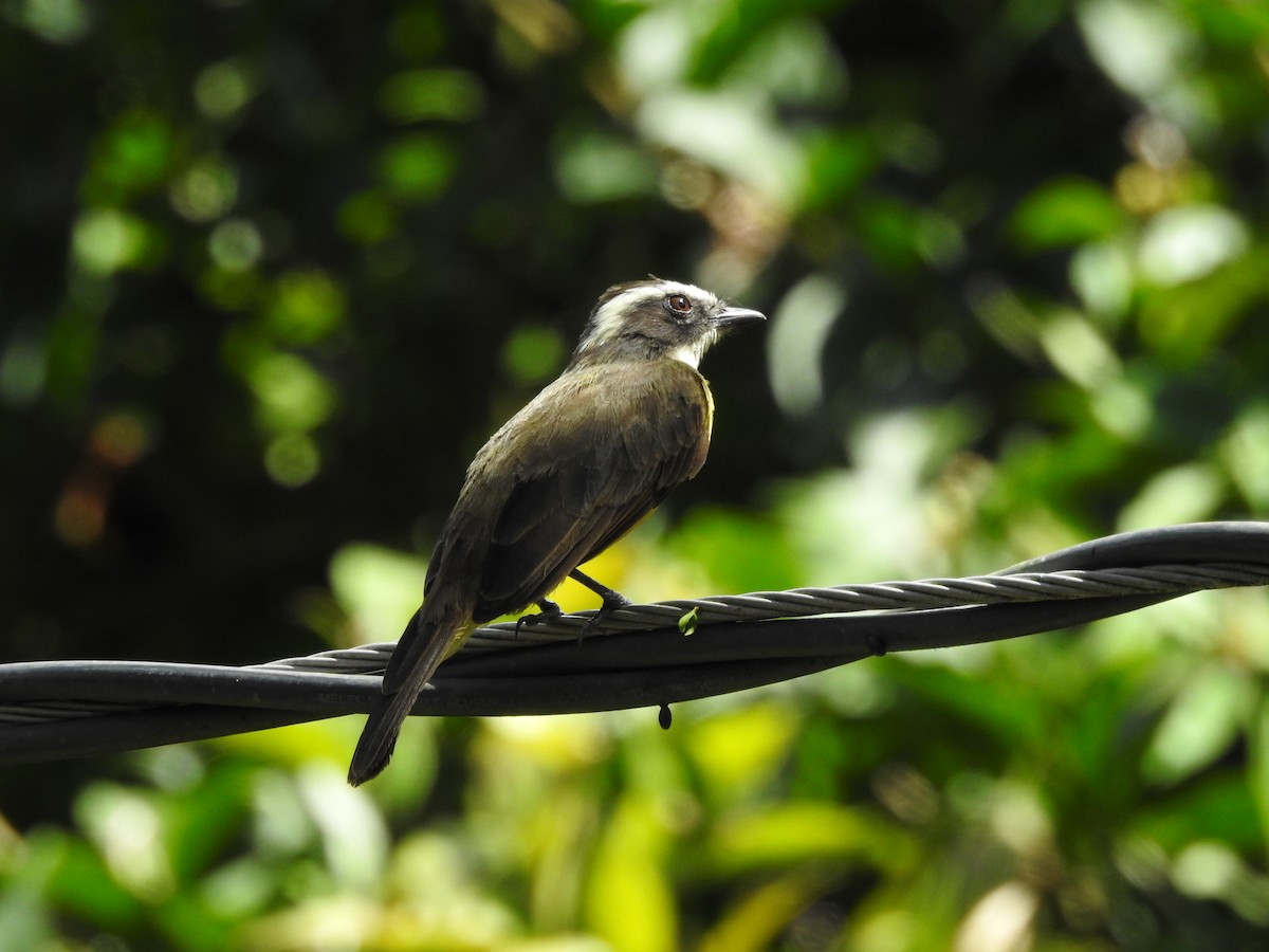 Social Flycatcher - ML646380575