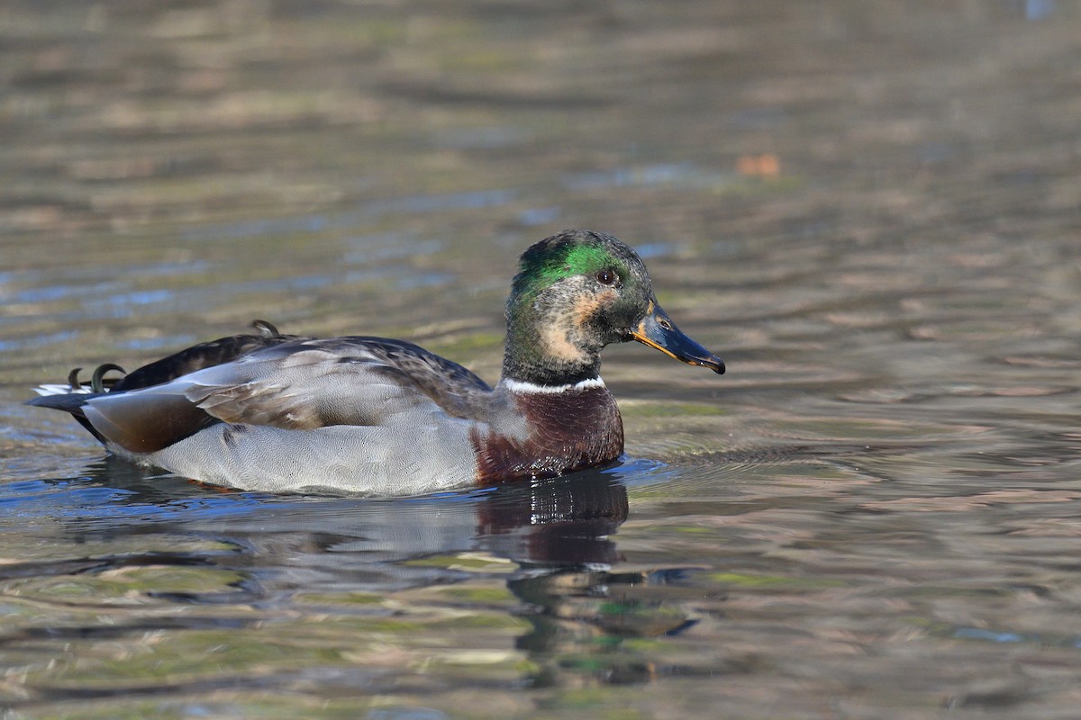 Кряква - ML646380576