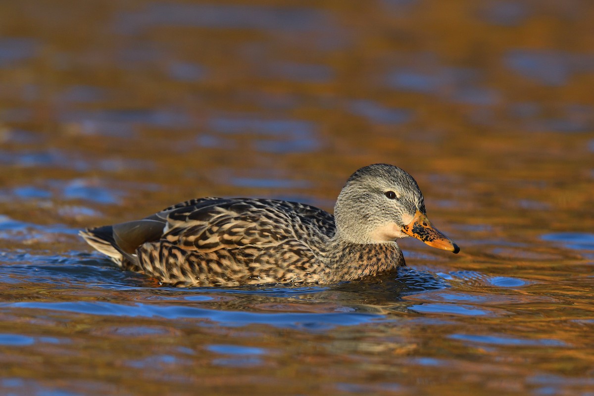 Кряква - ML646380577