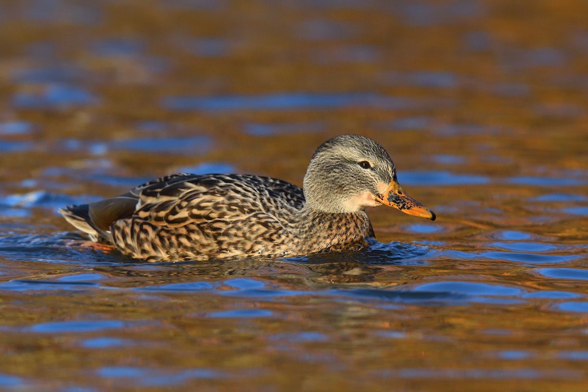 Stockente - ML646380578