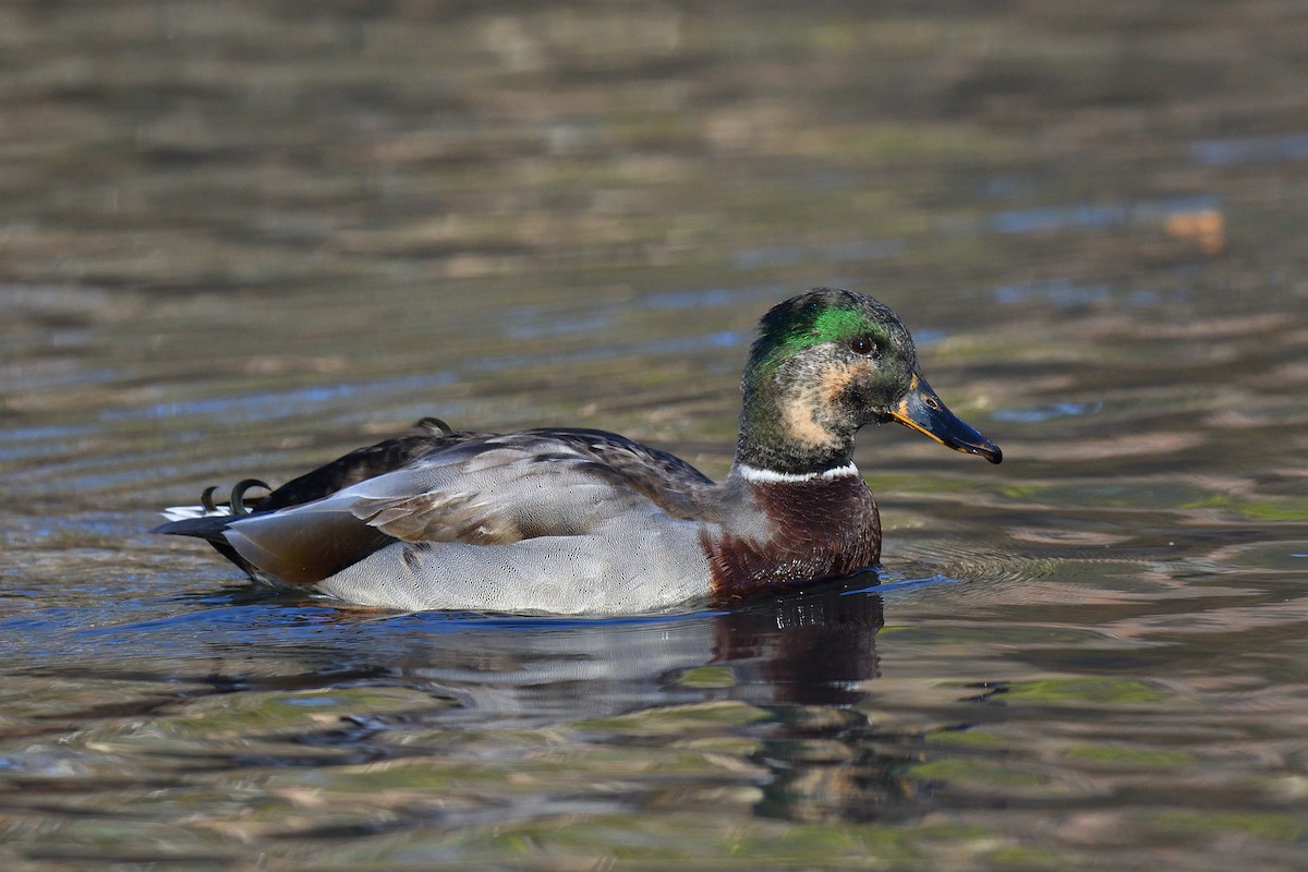 Кряква - ML646380579