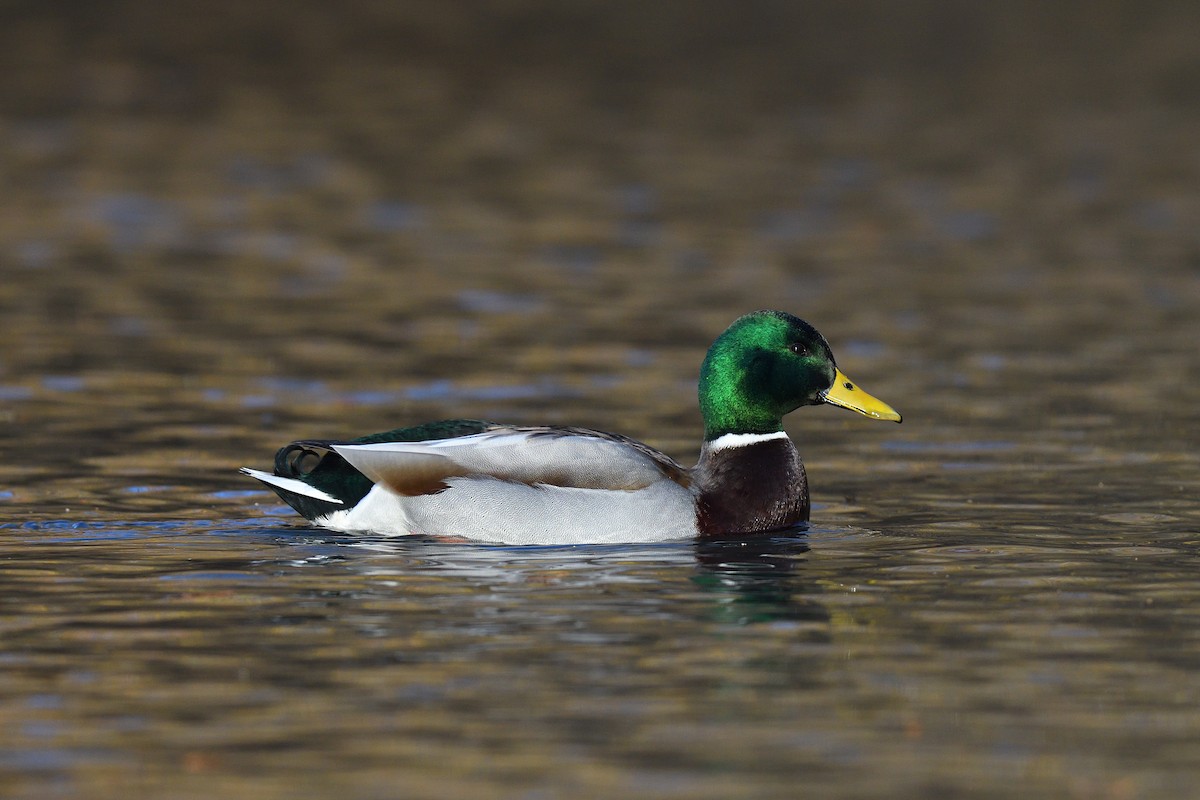 Кряква - ML646380580