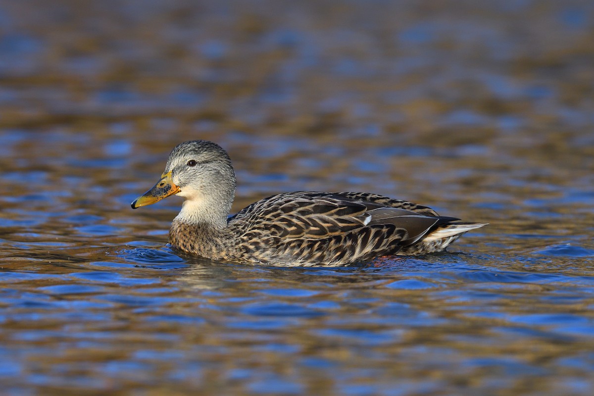 Кряква - ML646380581