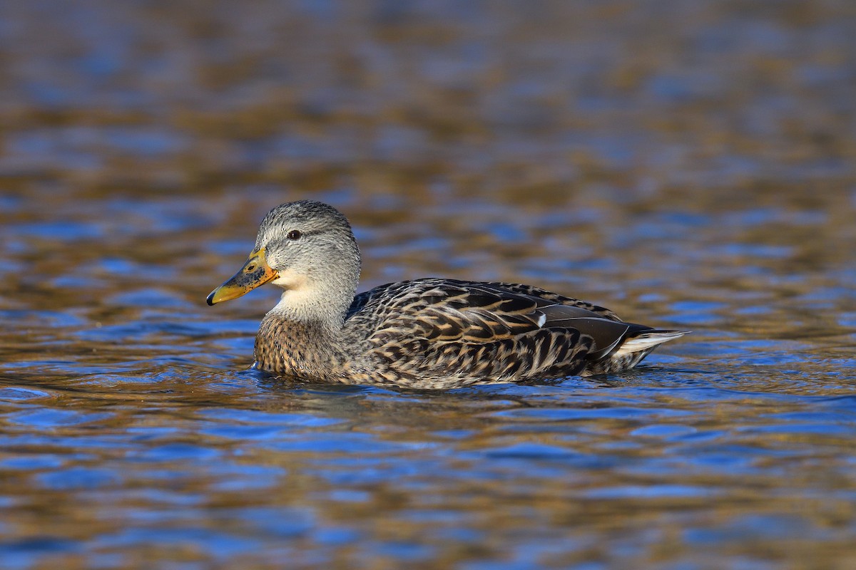 Stockente - ML646380582