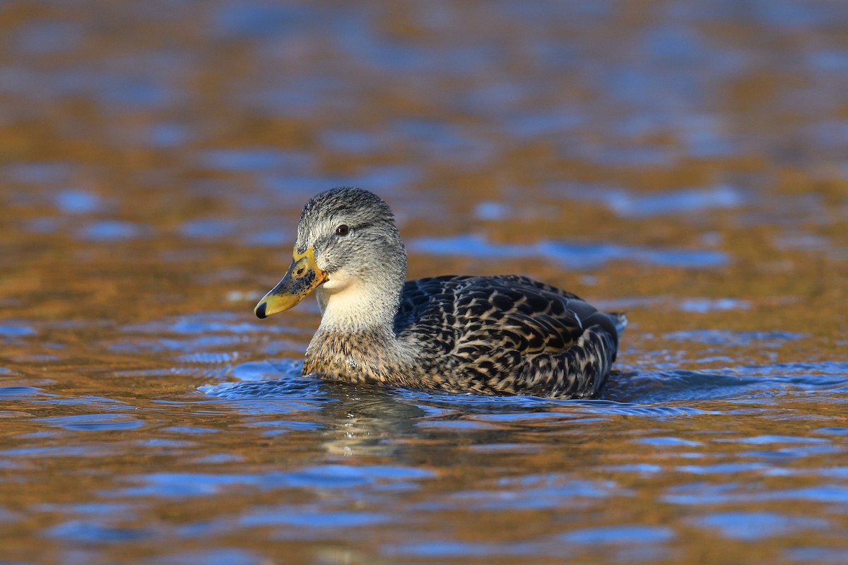 Stockente - ML646380583