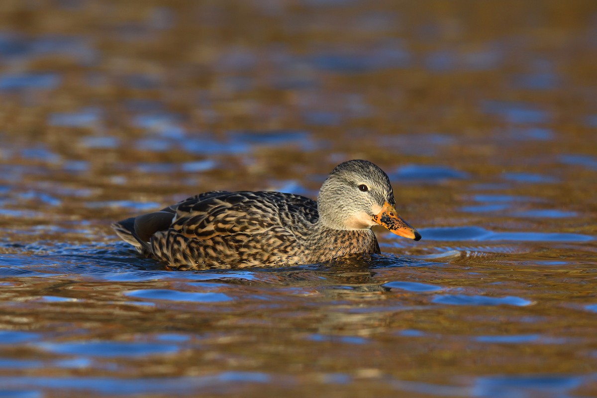 Stockente - ML646380584