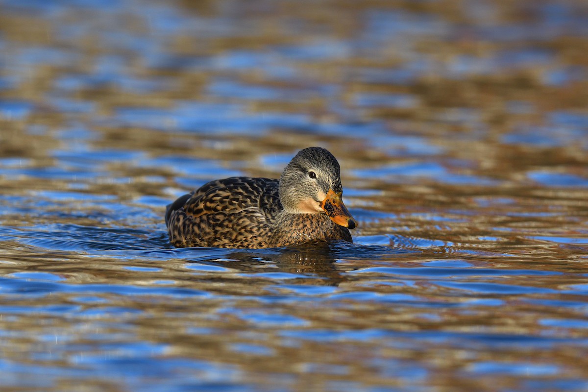 Stockente - ML646380585