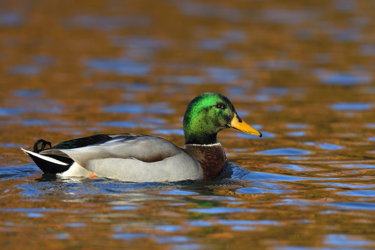 Stockente - ML646380586