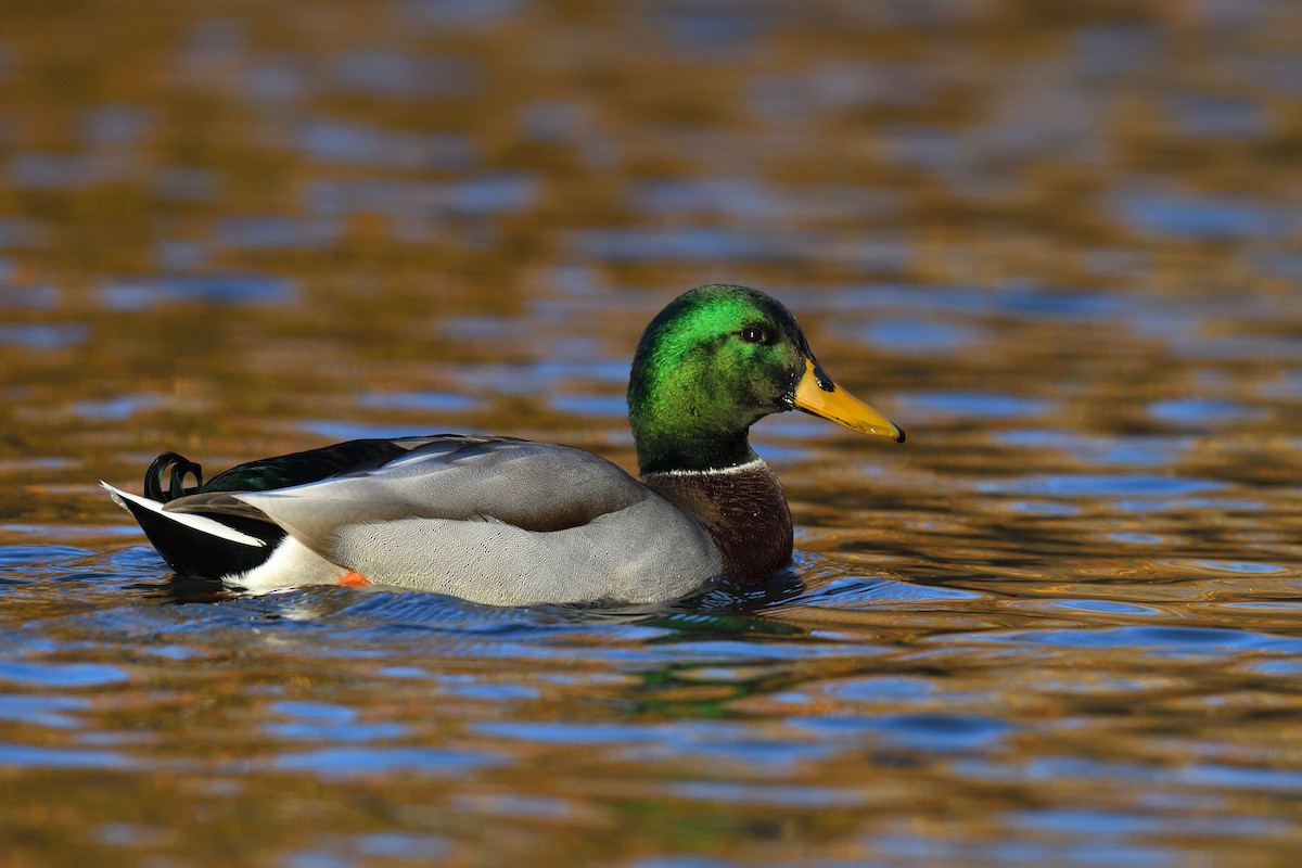 Stockente - ML646380587