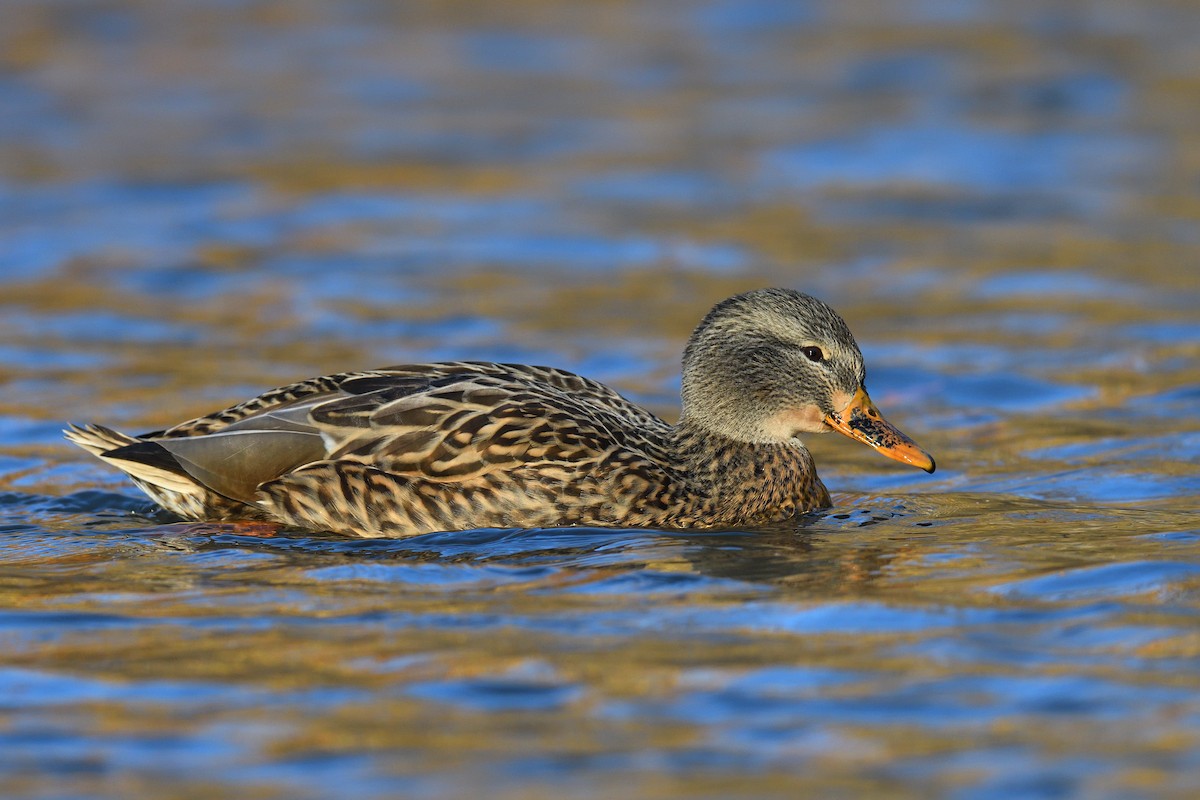 Stockente - ML646380588