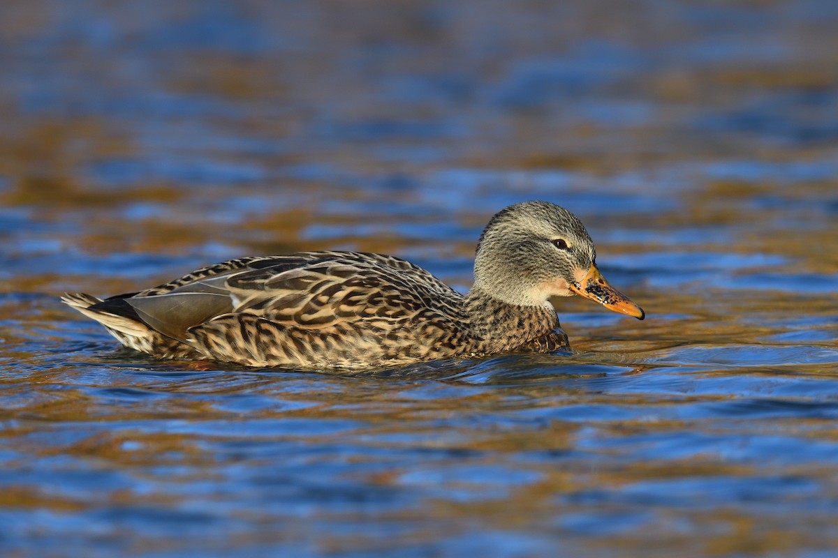 Stockente - ML646380589