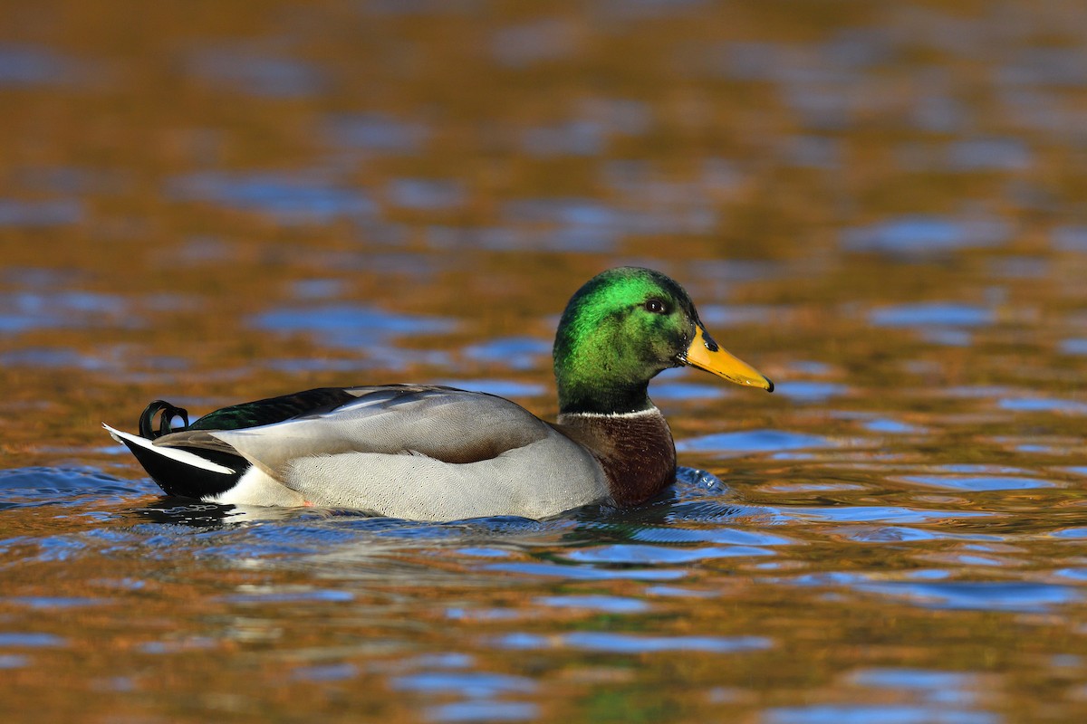 Stockente - ML646380590