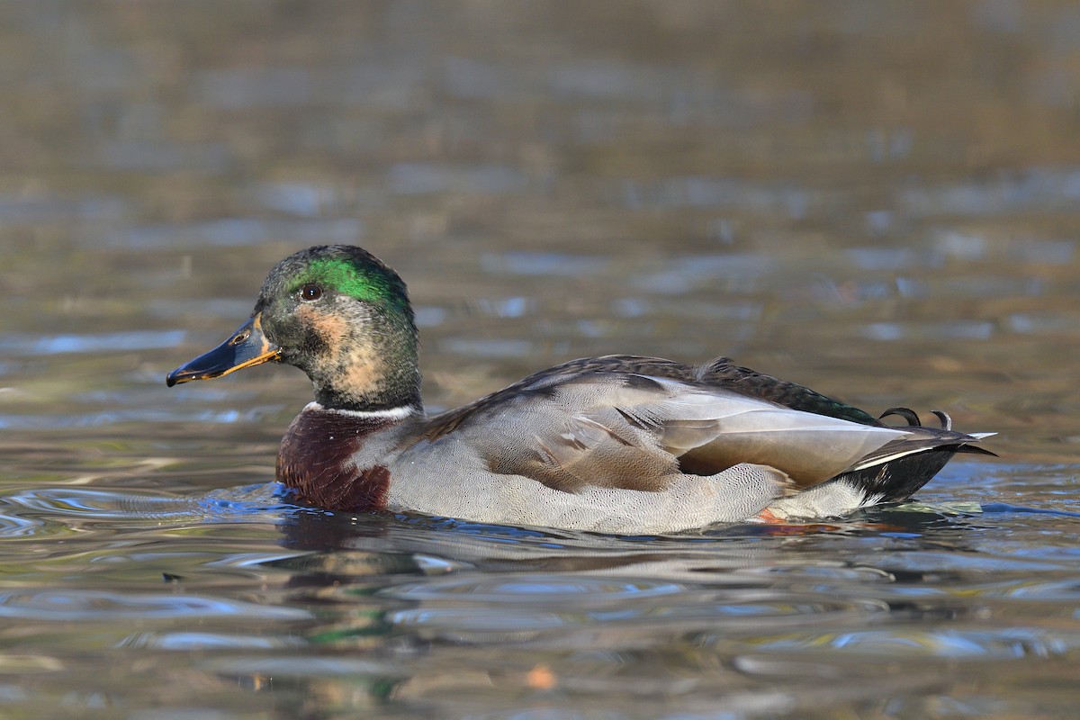 Stockente - ML646380591