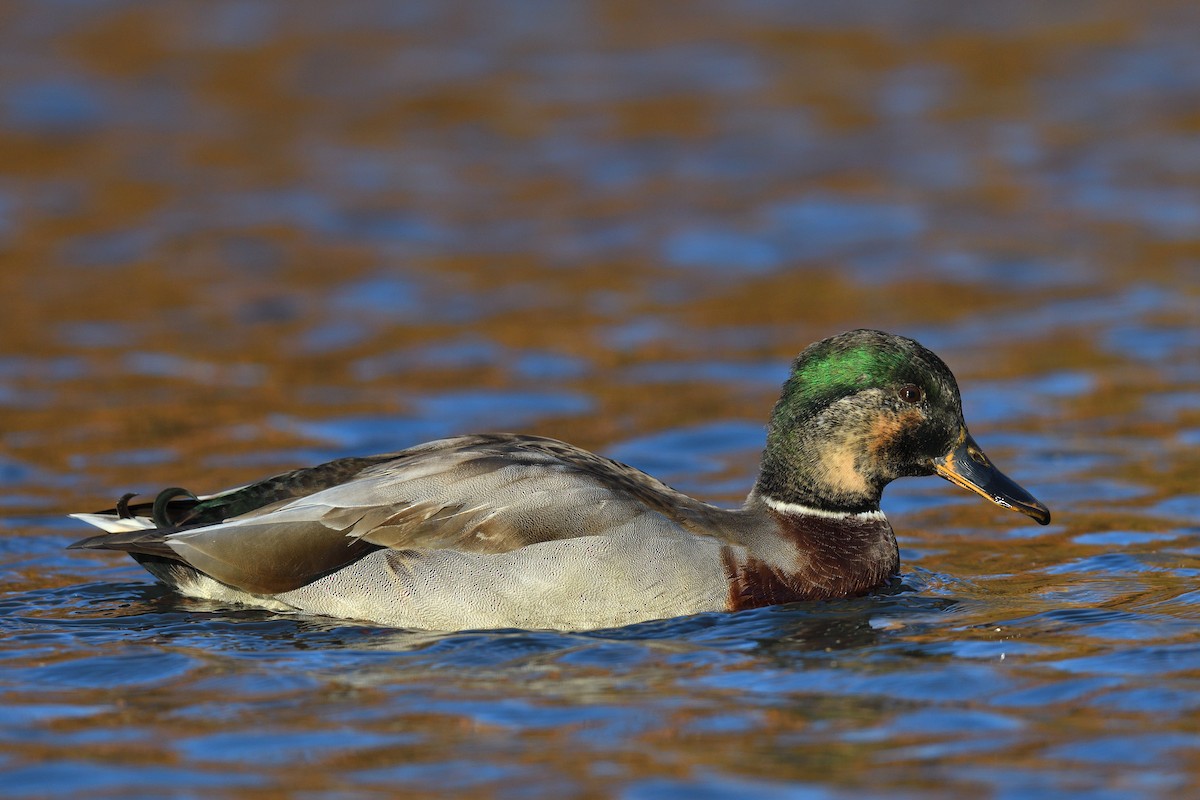 Stockente - ML646380592