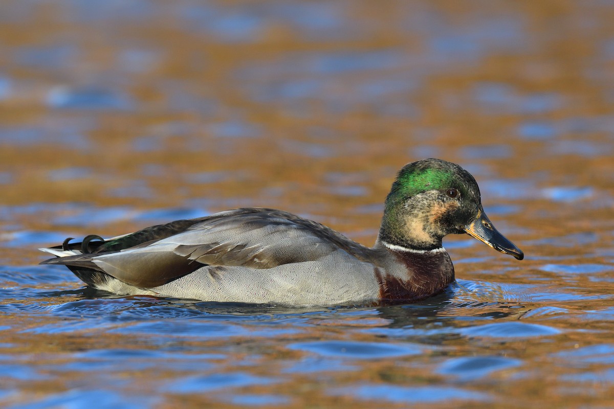 Stockente - ML646380593