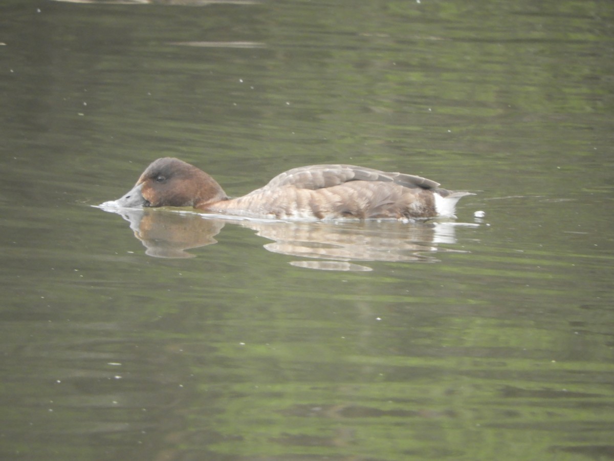 Tasmanmoorente - ML646380594