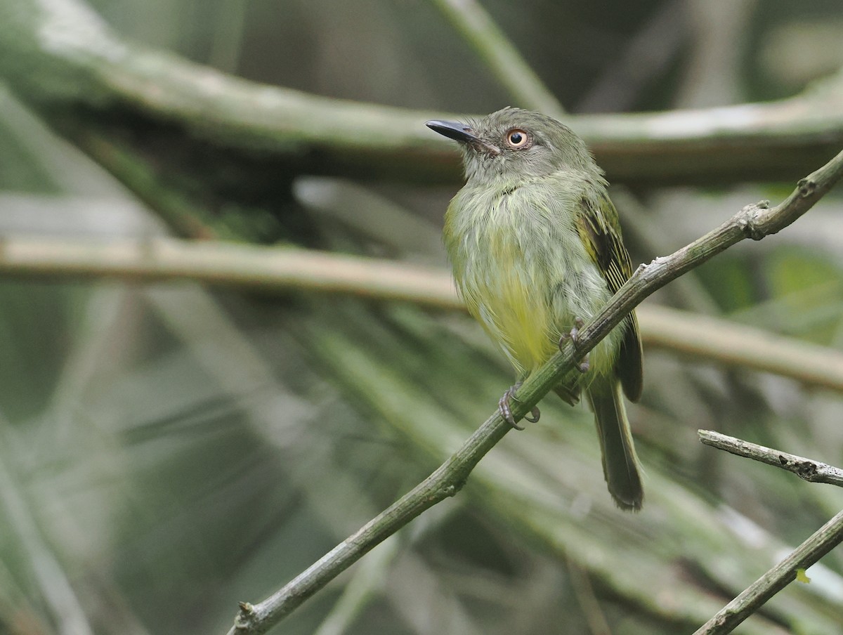 Braunzügel-Todityrann - ML646380595