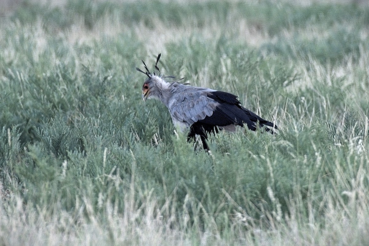 Sekretär - ML646380596