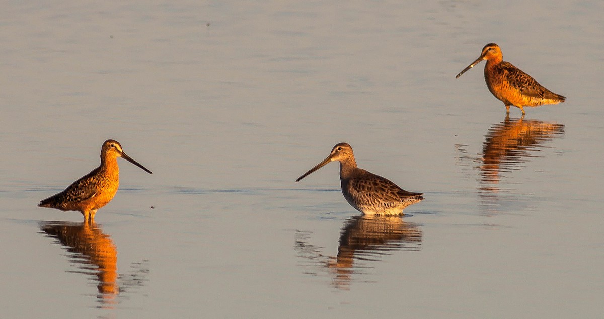 Tundraschlammläufer - ML646380597