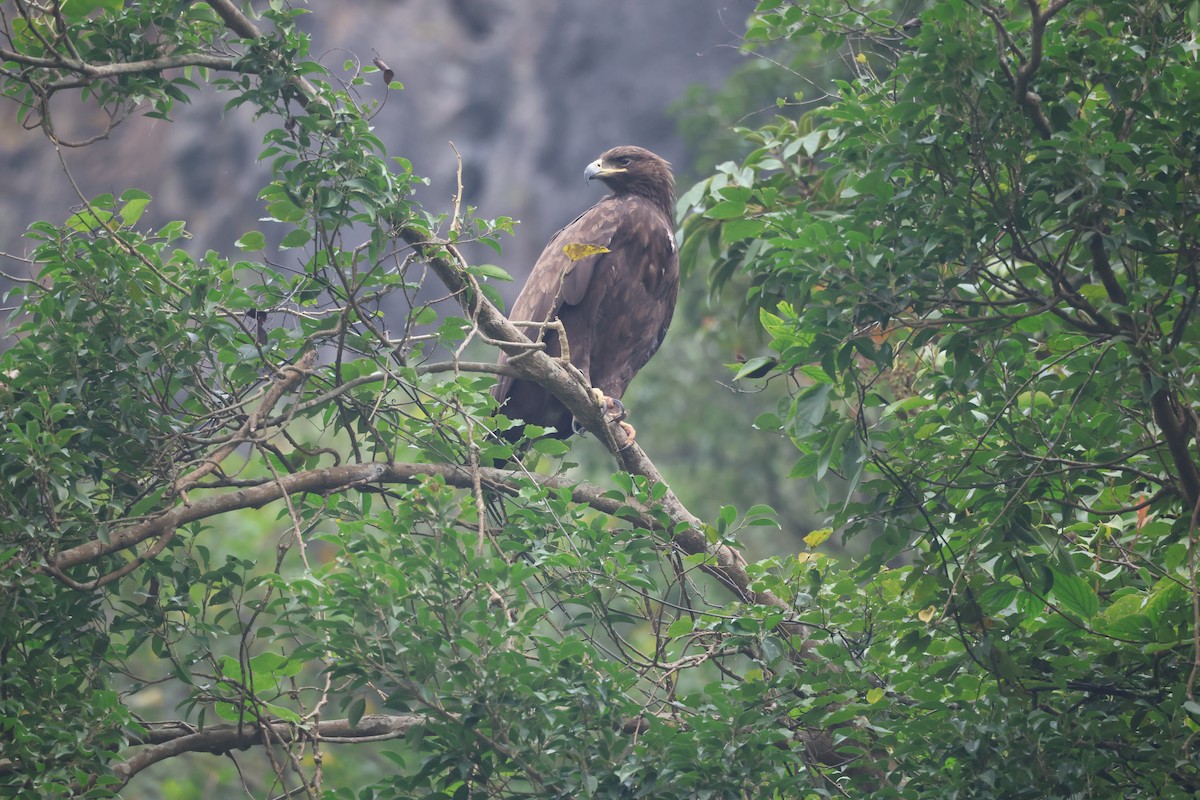 Aigle criard - ML646380598