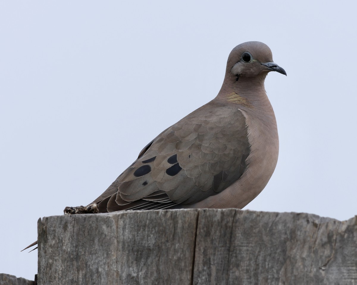 Ohrflecktaube - ML646380599