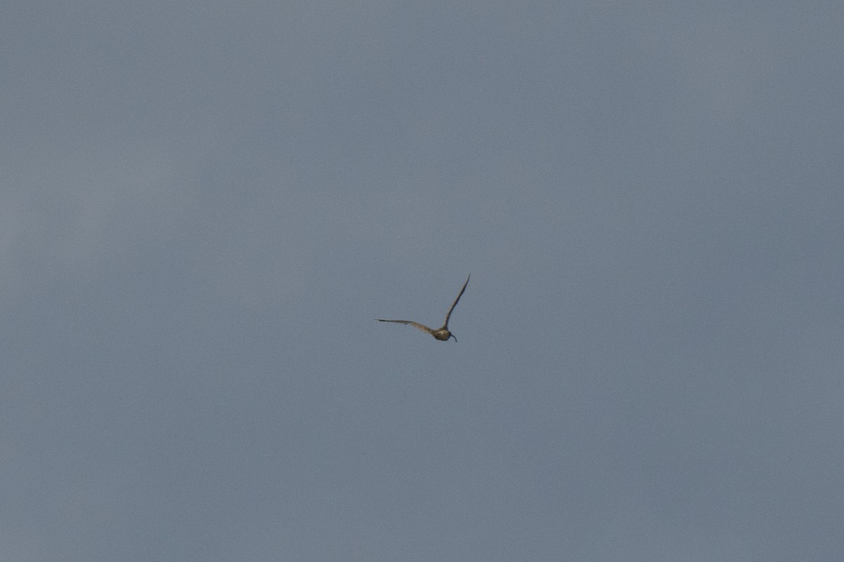 Isabellbrachvogel - ML646380600