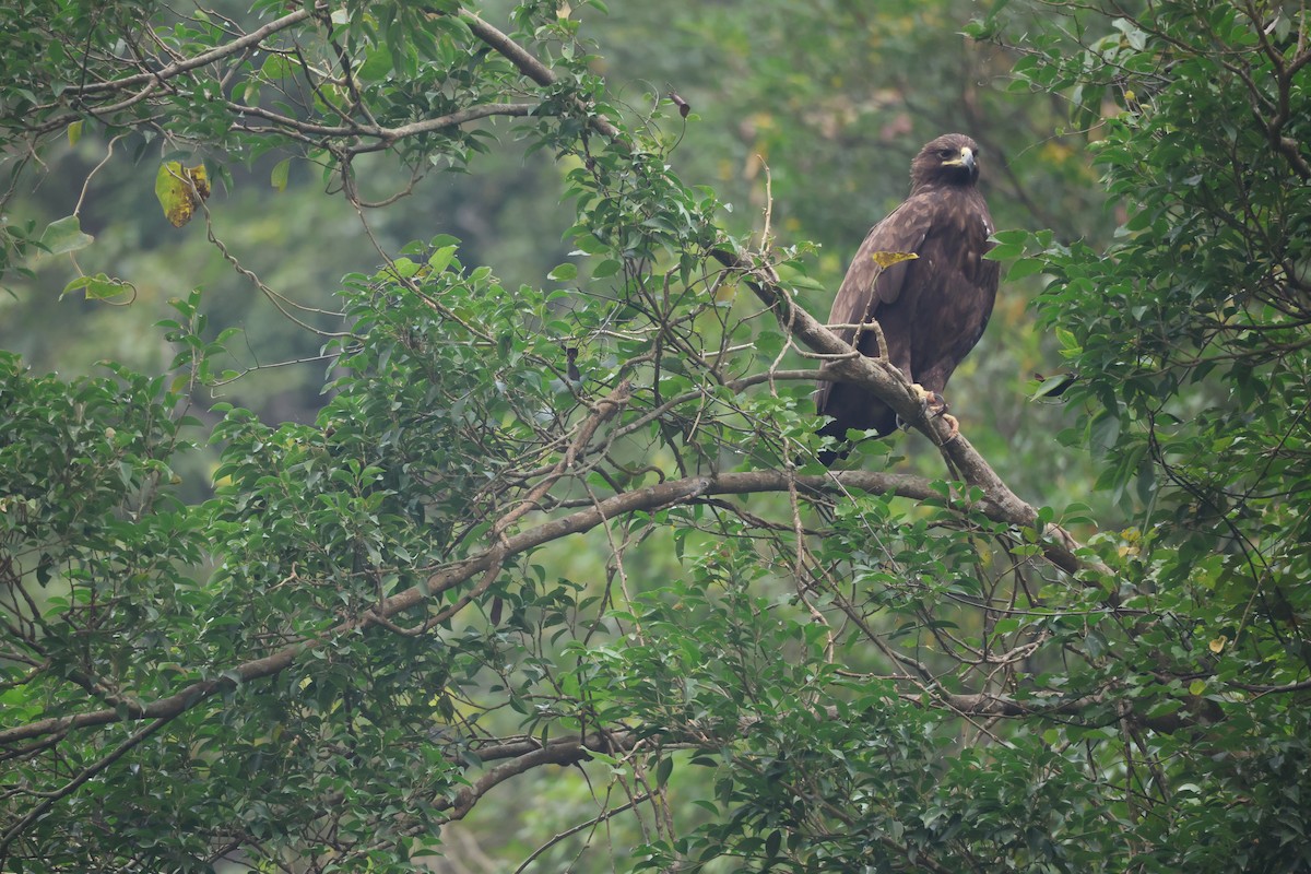 Aigle criard - ML646380601