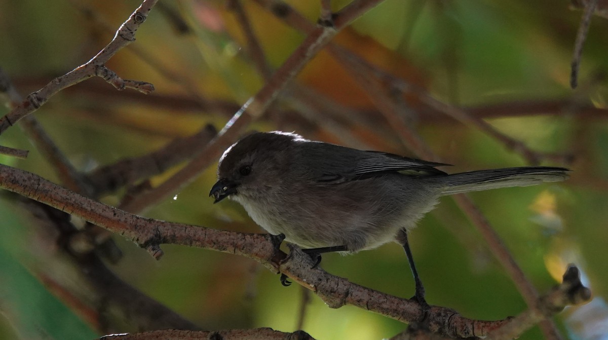 Buschschwanzmeise [minimus-Gruppe] - ML646380602