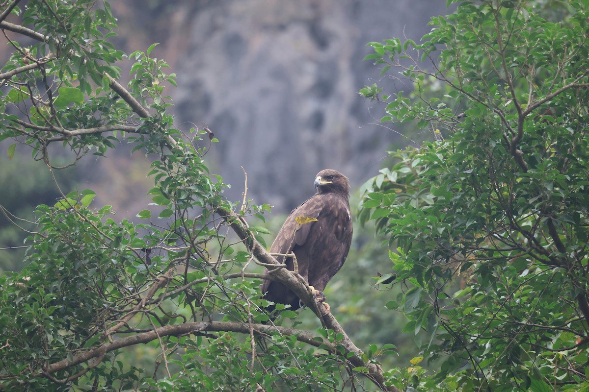 Aigle criard - ML646380603