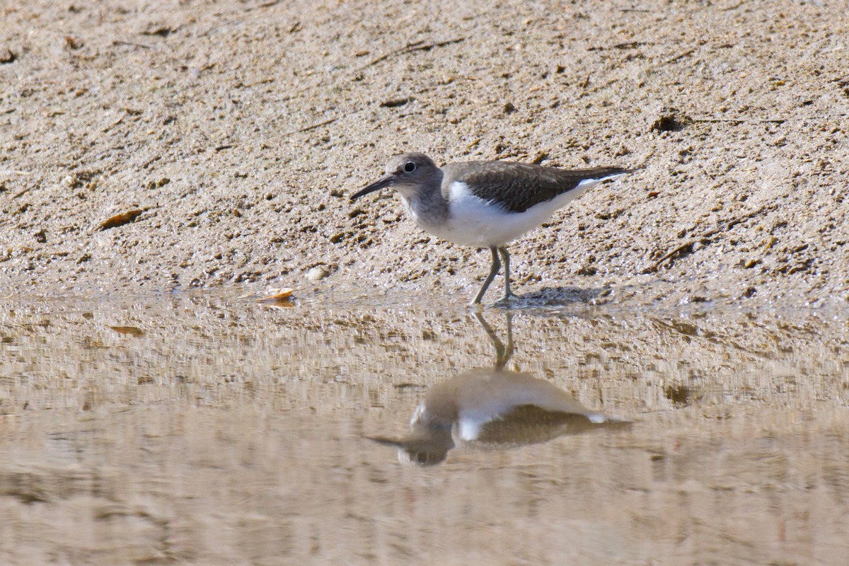 Flussuferläufer - ML646380604