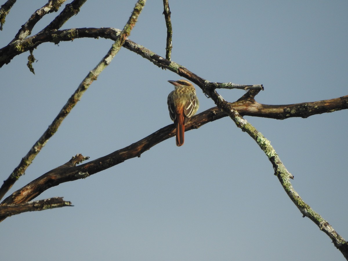 Süd-Fleckenmaskentyrann - ML646380606