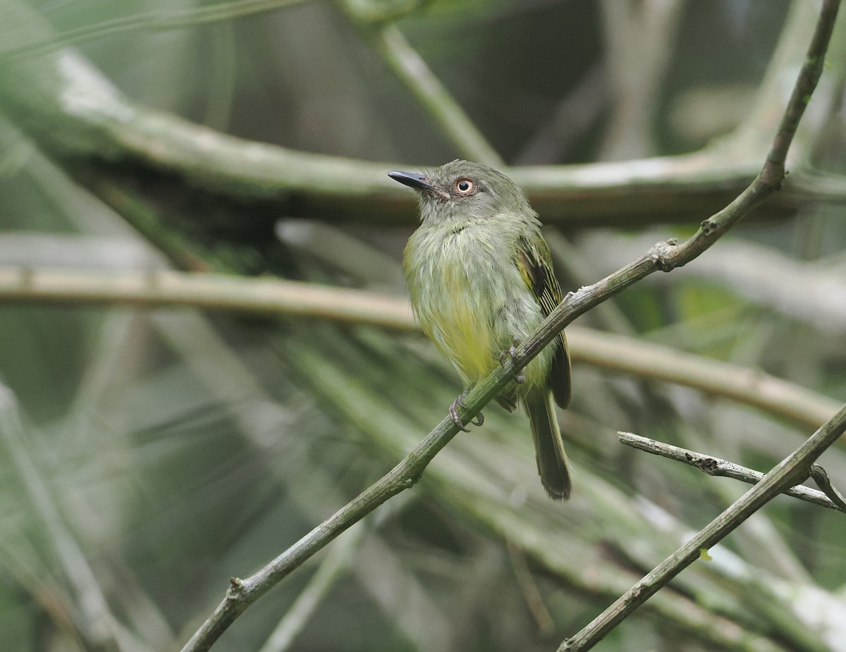 Braunzügel-Todityrann - ML646380607