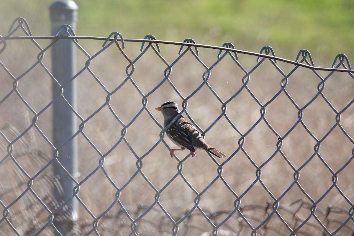 Dachsammer - ML646380608