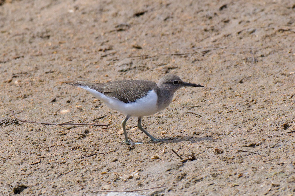 Piro piro piccolo - ML646380609