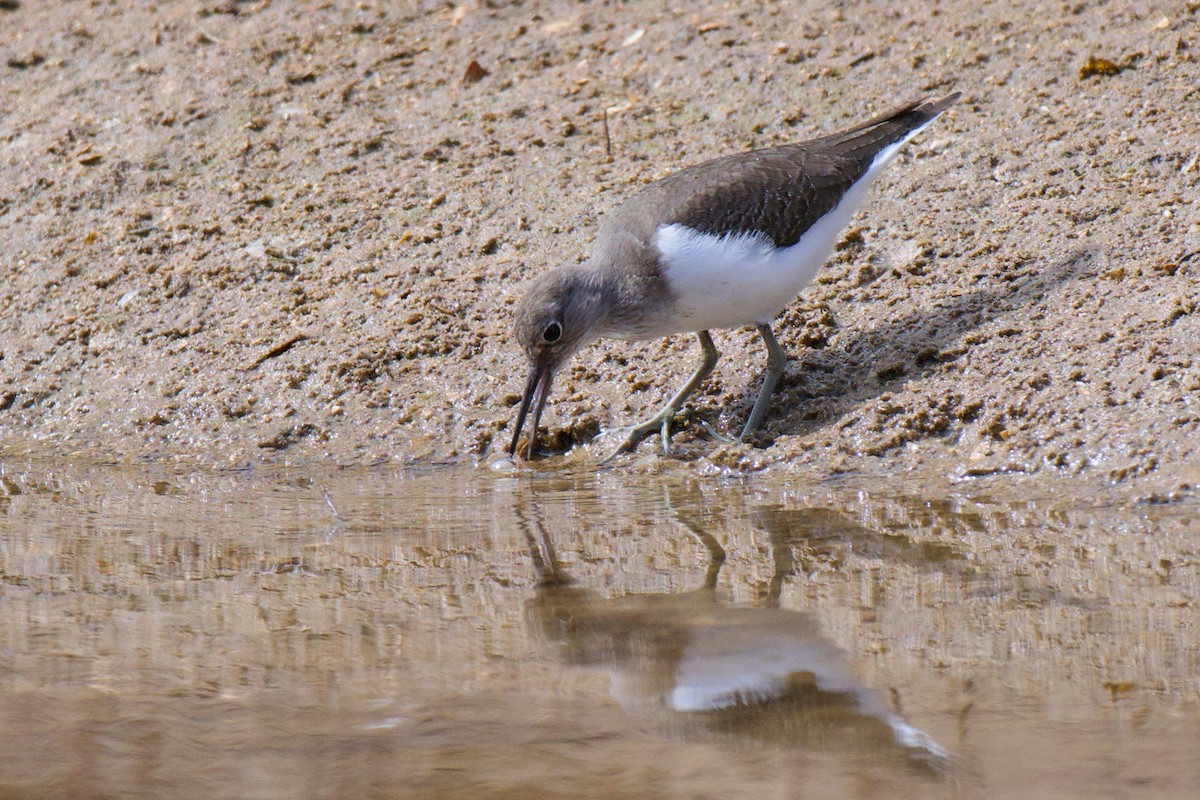 Piro piro piccolo - ML646380610