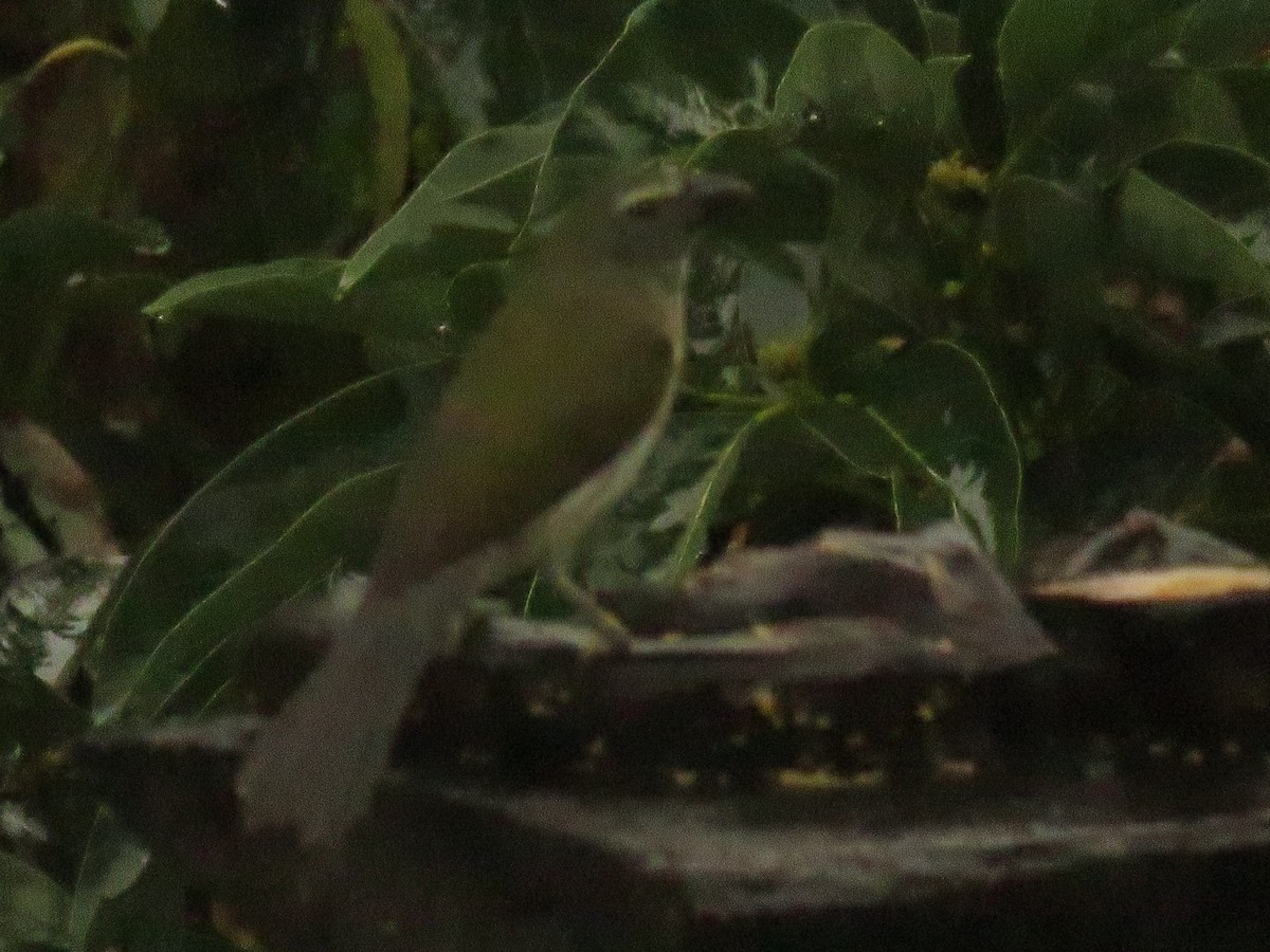 Strichelsaltator - ML646380611