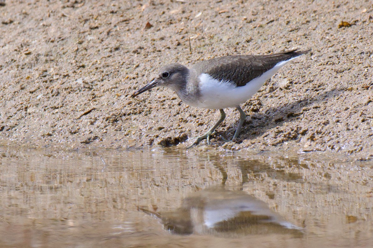 Piro piro piccolo - ML646380612