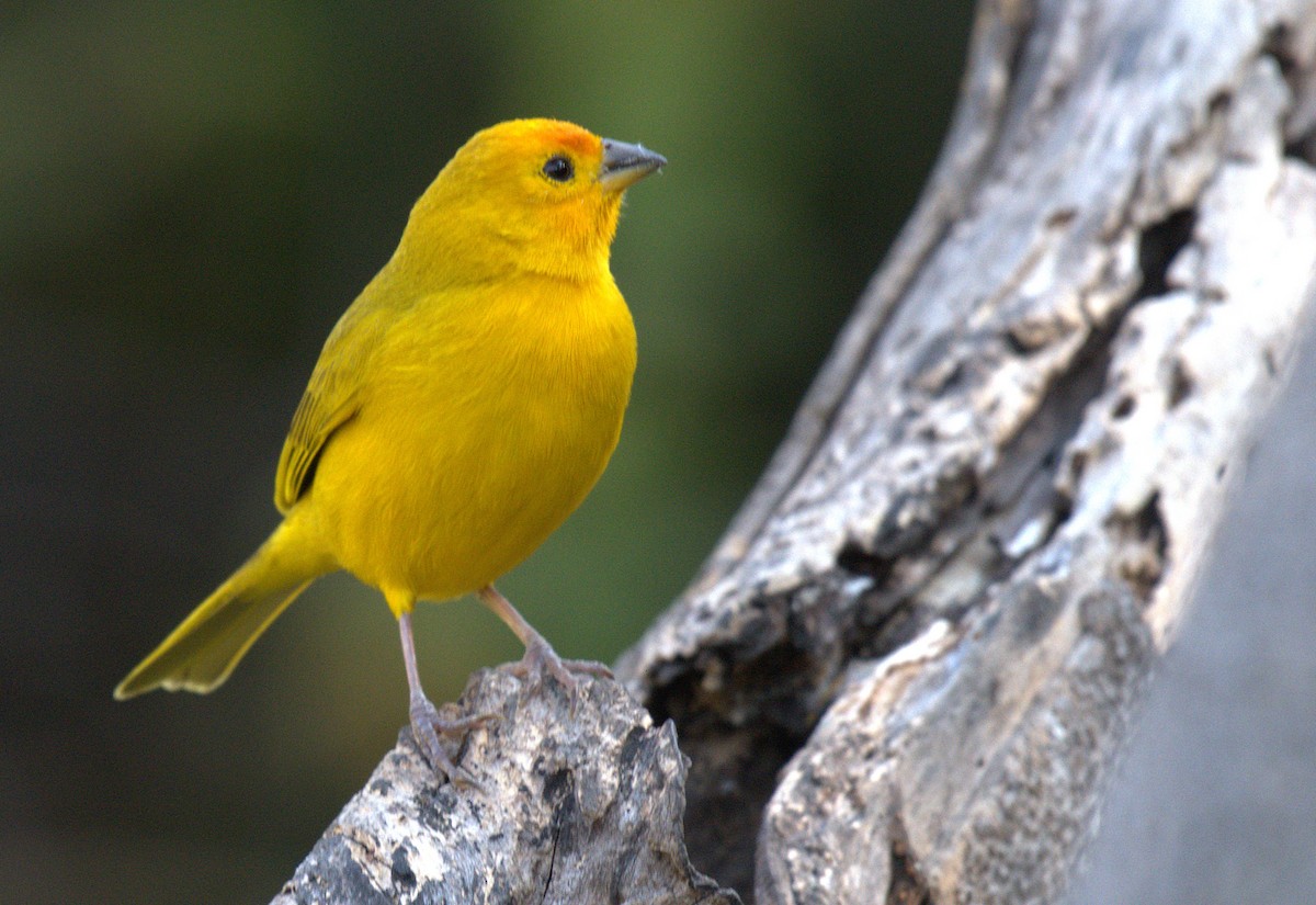 Safrangilbtangare - ML646380613